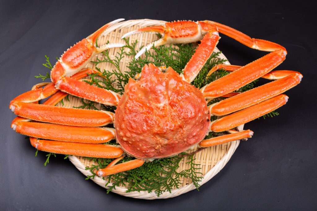 香住漁港直送 松葉ガニ 5杯