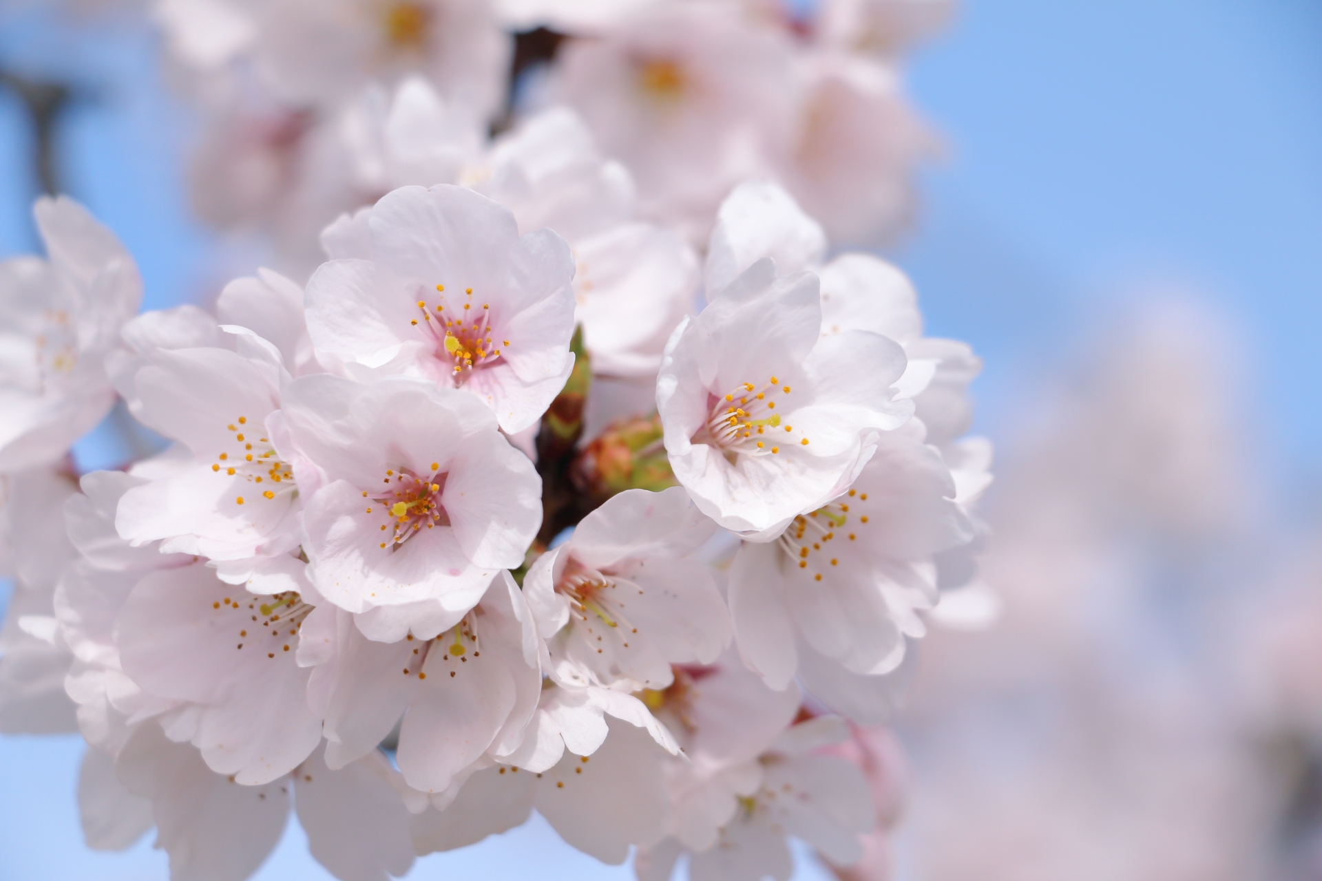 春分の日。昼と夜の長さが同じになるのは知ってるけど、何をする日かは意外に知らない。